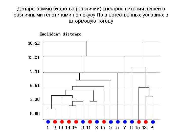 Дендрограмма сходства (различий) спектров питания лещей с различными генотипами по локусу По в естественных