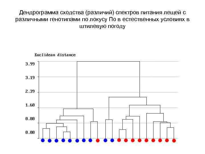 Дендрограмма сходства (различий) спектров питания лещей с различными генотипами по локусу По в естественных