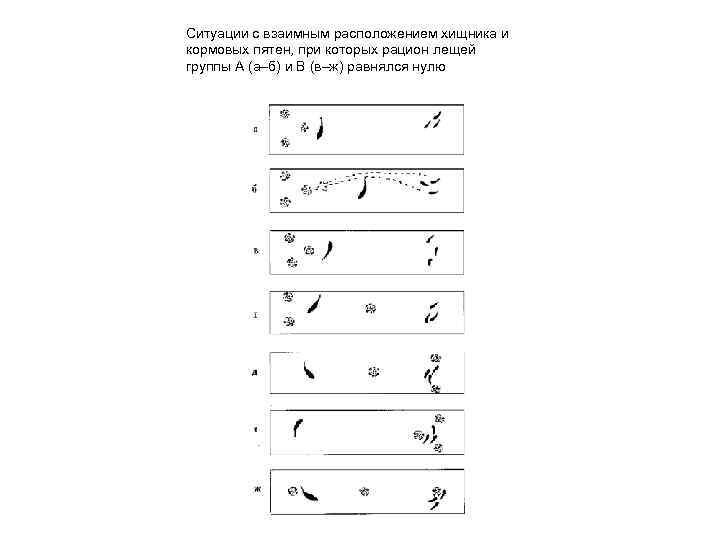 Ситуации с взаимным расположением хищника и кормовых пятен, при которых рацион лещей группы А