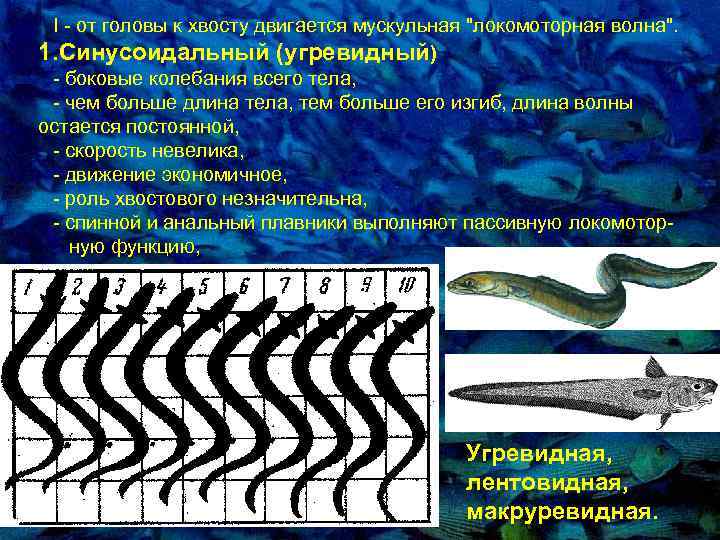 I - от головы к хвосту двигается мускульная "локомотоpная волна". 1. Синусоидальный (угpевидный) -