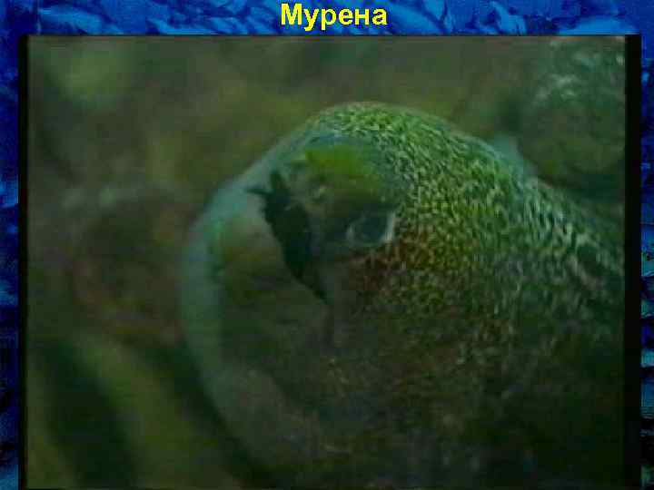 Мурена 