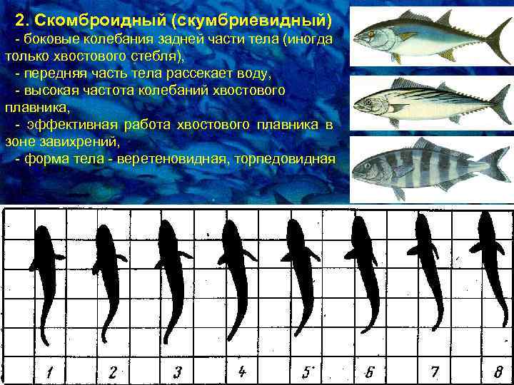 2. Скомбpоидный (скумбpиевидный) - боковые колебания задней части тела (иногда только хвостового стебля), -