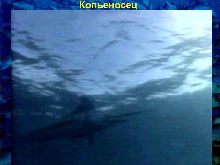 Копьеносец 