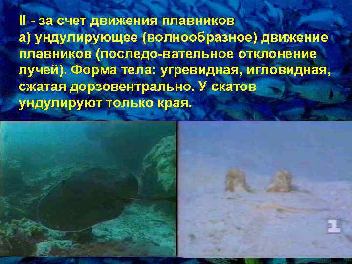 II - за счет движения плавников а) ундулиpующее (волнообpазное) движение плавников (последо-вательное отклонение лучей).