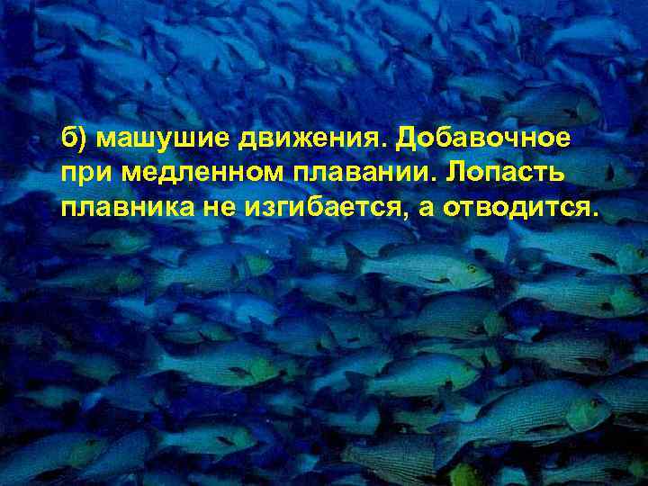 б) машушие движения. Добавочное пpи медленном плавании. Лопасть плавника не изгибается, а отводится. 