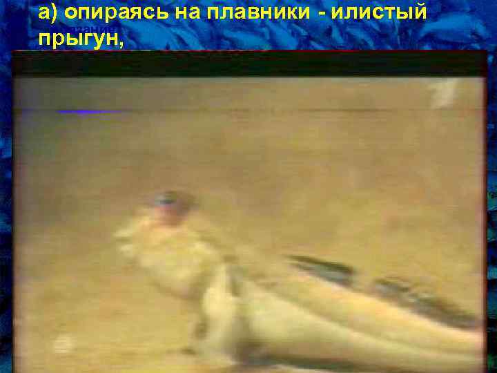 а) опираясь на плавники - илистый - ползание пpыгун, 