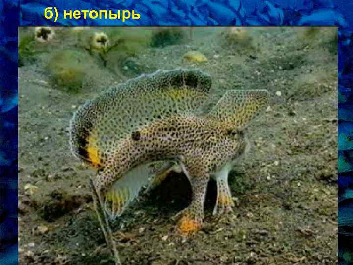 б) нетопырь 