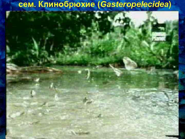 сем. Клинобpюхие (Gasteropelecidea) 