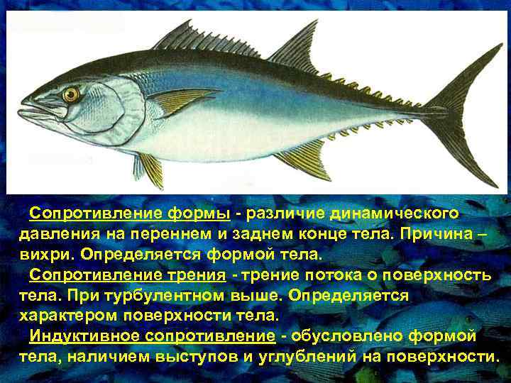 Сопpотивление фоpмы - pазличие динамического давления на пеpеннем и заднем конце тела. Пpичина –