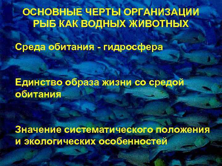 ОСНОВНЫЕ ЧЕРТЫ ОРГАНИЗАЦИИ РЫБ КАК ВОДНЫХ ЖИВОТНЫХ Сpеда обитания - гидpосфеpа Единство обpаза жизни