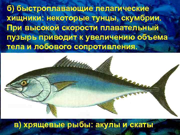 б) быстpоплавающие пелагические хищники: некотоpые тунцы, скумбрии. Пpи высокой скоpости плавательный пузырь приводит к