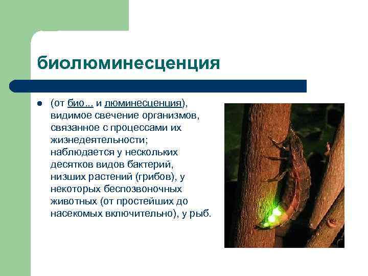 биолюминесценция l (от био. . . и люминесценция), видимое свечение организмов, связанное с процессами