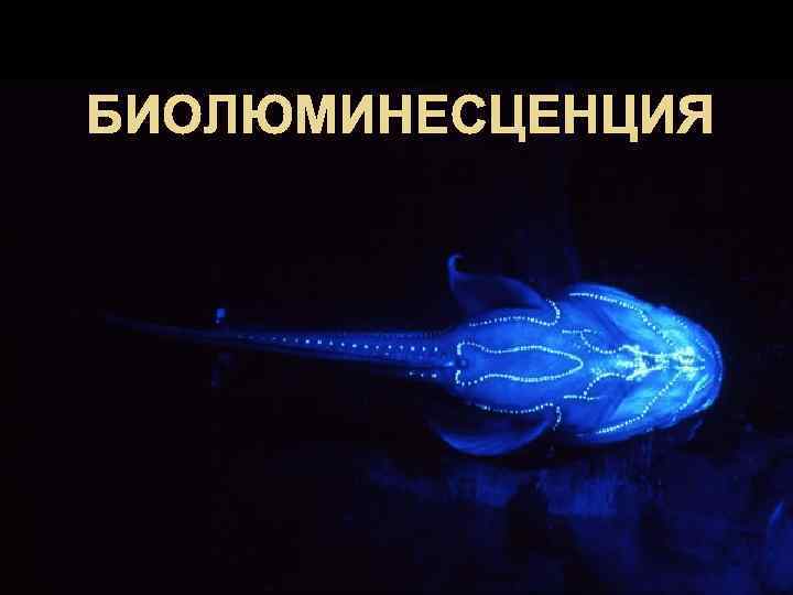 БИОЛЮМИНЕСЦЕНЦИЯ 