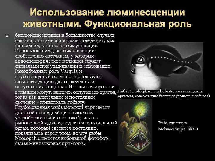 Использование люминесценции животными. Функциональная роль биолюминесценция в большинстве случаев связана с такими аспектами поведения,