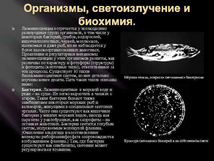  Организмы, светоизлучение и биохимия. Люминесценция встречается у эволюционно разнородных групп организмов, в том