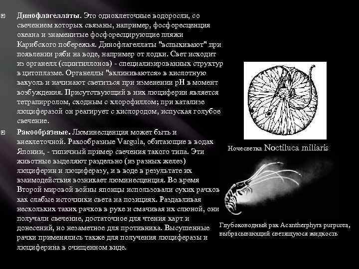  Динофлагеллаты. Это одноклеточные водоросли, со свечением которых связаны, например, фосфоресценция океана и знаменитые
