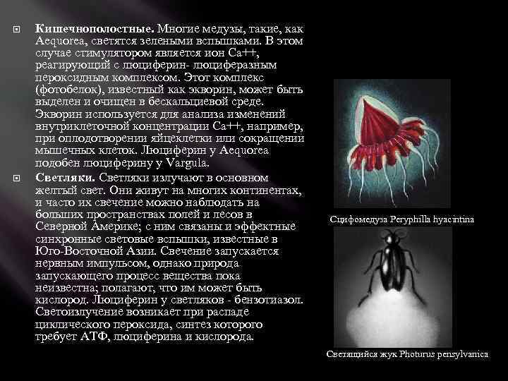  Кишечнополостные. Многие медузы, такие, как Aequorea, светятся зелеными вспышками. В этом случае стимулятором