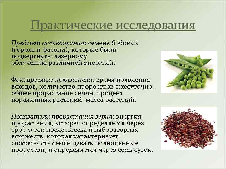 Практические исследования Предмет исследования: семена бобовых (гороха и фасоли), которые были подвергнуты лазерному облучению