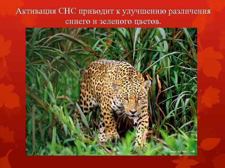 Активация СНС приводит к улучшению различения синего и зеленого цветов. 