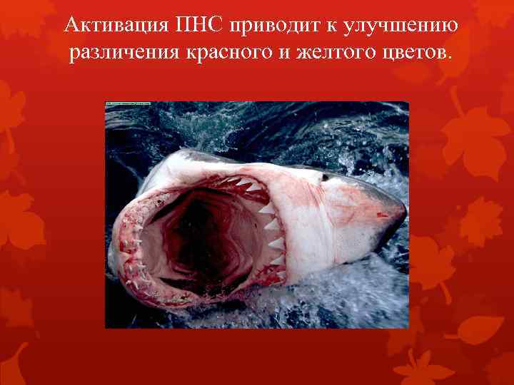 Активация ПНС приводит к улучшению различения красного и желтого цветов. 