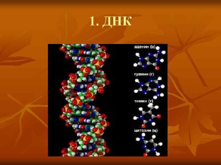 1. ДНК 