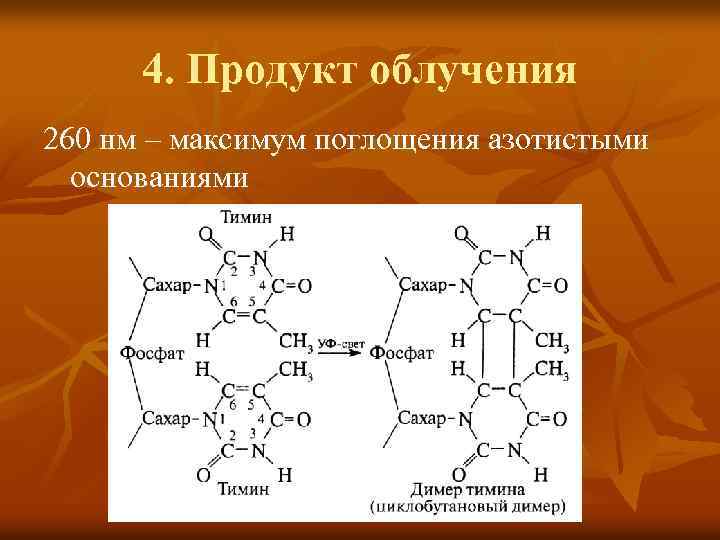 4. Продукт облучения 260 нм – максимум поглощения азотистыми основаниями 