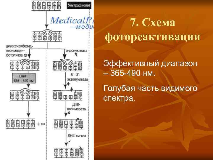 7. Схема фотореактивации Эффективный диапазон – 365 -490 нм. Голубая часть видимого спектра. 
