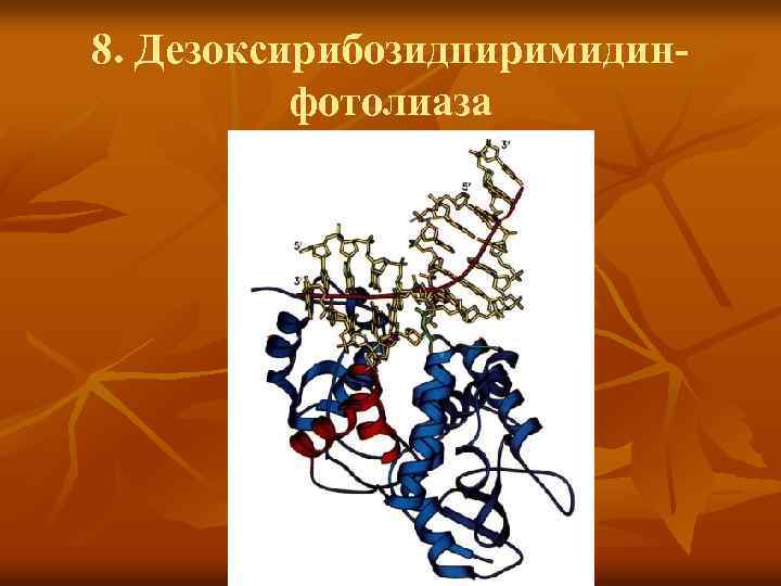 8. Дезоксирибозидпиримидинфотолиаза 