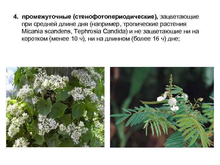 4. промежуточные (стенофотопериодические), зацветающие при средней длине дня (например, тропические растения Micania scandens, Tephrosia