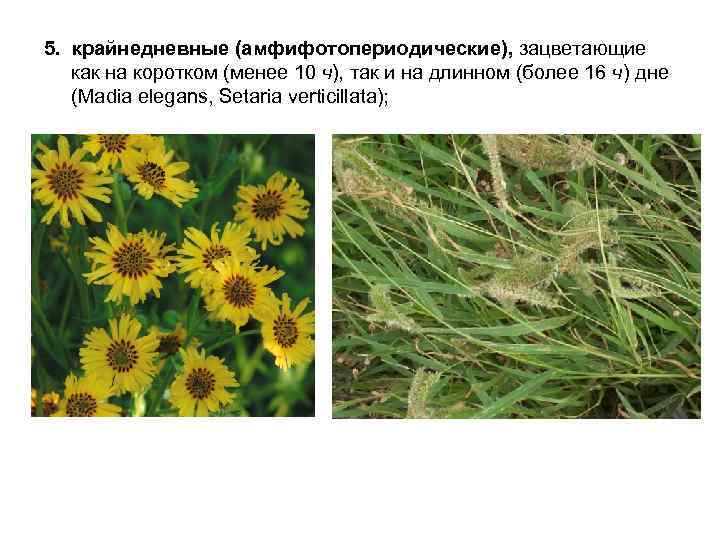 5. крайнедневные (амфифотопериодические), зацветающие как на коротком (менее 10 ч), так и на длинном