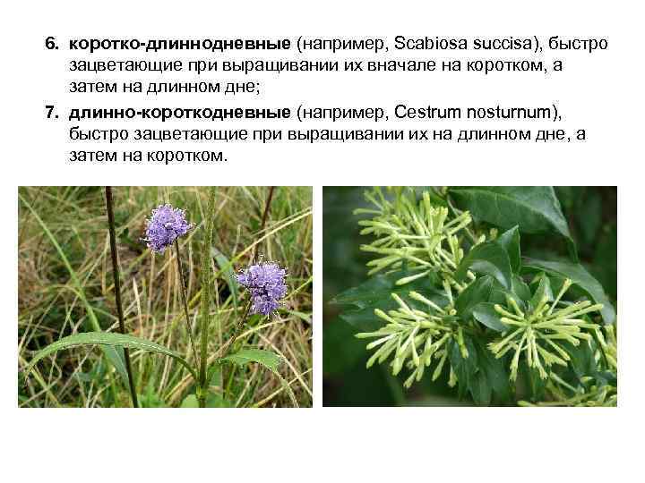 6. коротко-длиннодневные (например, Scabiosa succisa), быстро зацветающие при выращивании их вначале на коротком, а