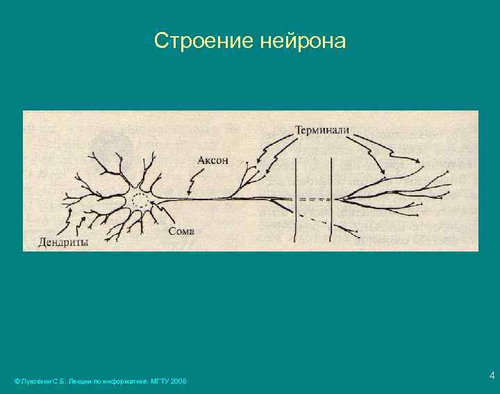 Строение нейрона © Луковкин С. Б. Лекции по информатике. МГТУ 2008 4 
