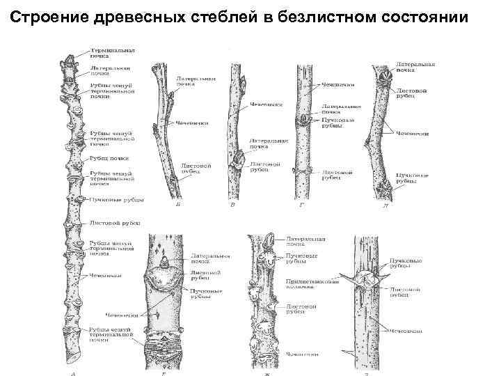 Строение древесных стеблей в безлистном состоянии 