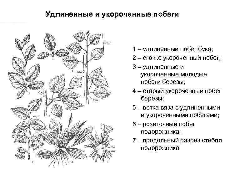 Удлиненные и укороченные побеги 1 – удлиненный побег бука; 2 – его же укороченный