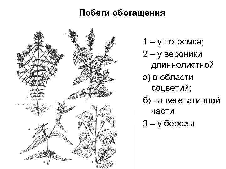 Побеги обогащения 1 – у погремка; 2 – у вероники длиннолистной а) в области