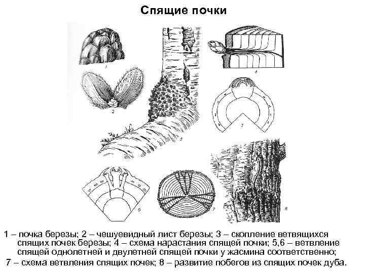 Спящие почки 1 – почка березы; 2 – чешуевидный лист березы; 3 – скопление