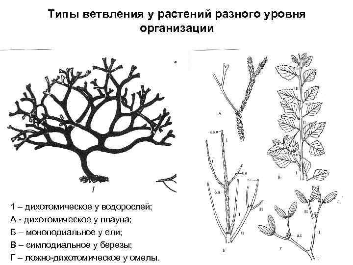 Типы ветвления у растений разного уровня организации 1 – дихотомическое у водорослей; А -