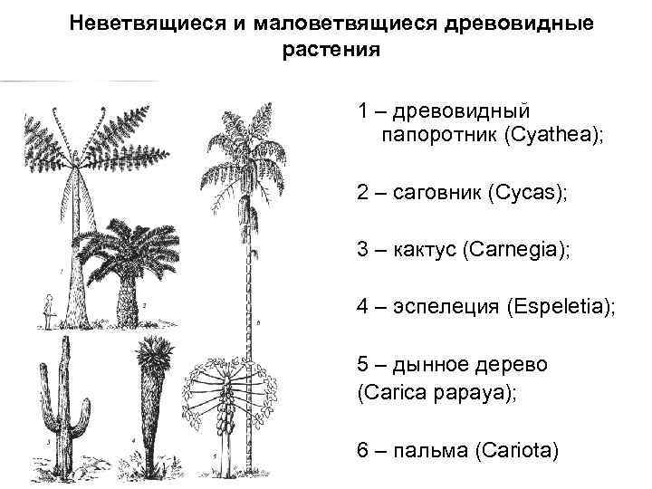 Неветвящиеся и маловетвящиеся древовидные растения 1 – древовидный папоротник (Cyathea); 2 – саговник (Cycas);