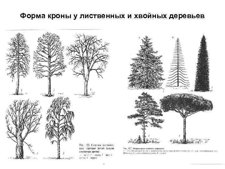 Форма кроны у лиственных и хвойных деревьев 