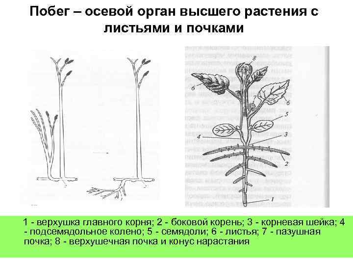 Осевые органы растений. Морфология побега растения. Осевой побег. Побег и побеговые системы.