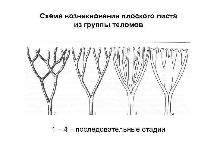 Схема происхождения растений