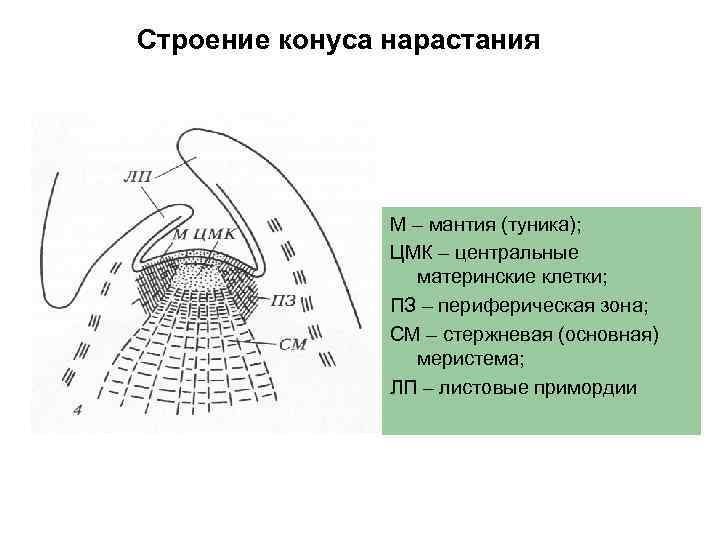 Строение конуса нарастания М – мантия (туника); ЦМК – центральные материнские клетки; ПЗ –