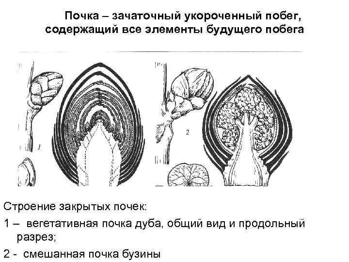 Почка – зачаточный укороченный побег, содержащий все элементы будущего побега Строение закрытых почек: 1