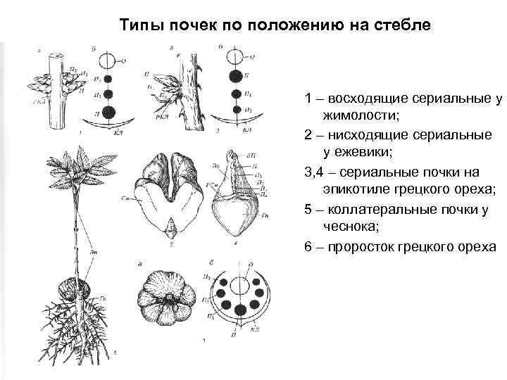Типы почек по положению на стебле 1 – восходящие сериальные у жимолости; 2 –