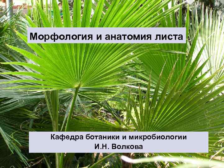 Морфология и анатомия листа Кафедра ботаники и микробиологии И. Н. Волкова 