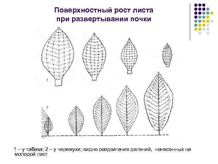 Поверхностный рост листа при развертывании почки 1 – у табака; 2 – у черемухи;