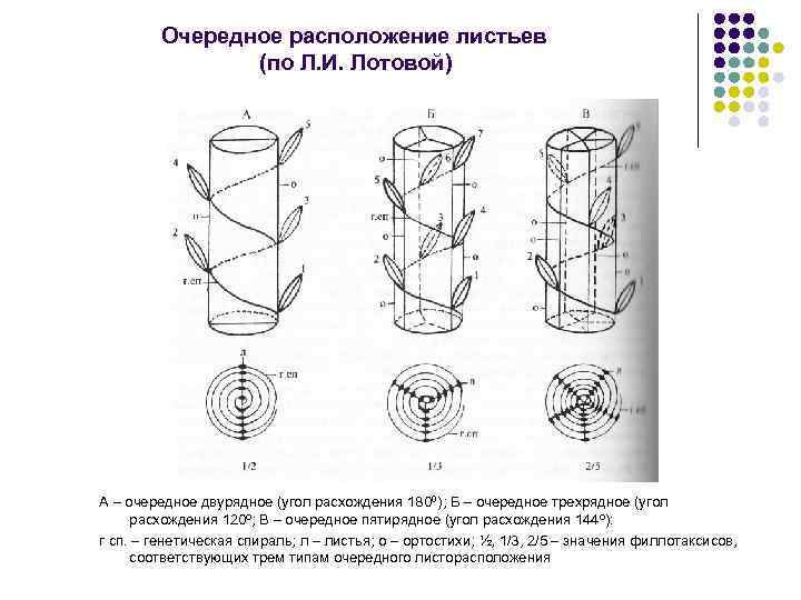 Изображение поперечного сечения листа