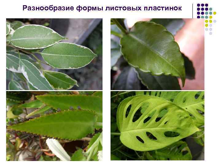Разнообразие формы листовых пластинок 