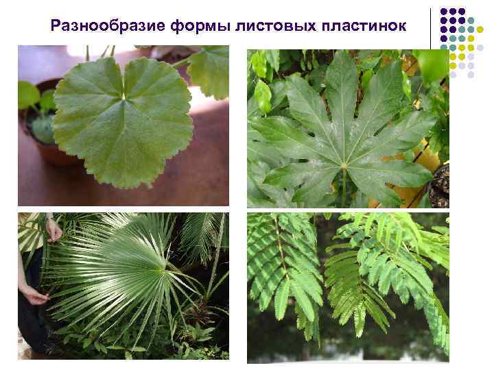 Разнообразие формы листовых пластинок 