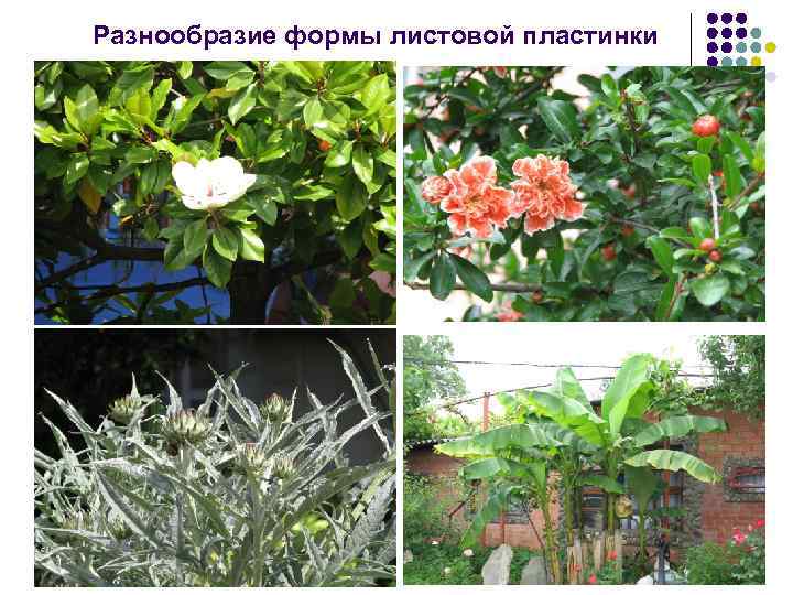 Разнообразие формы листовой пластинки 
